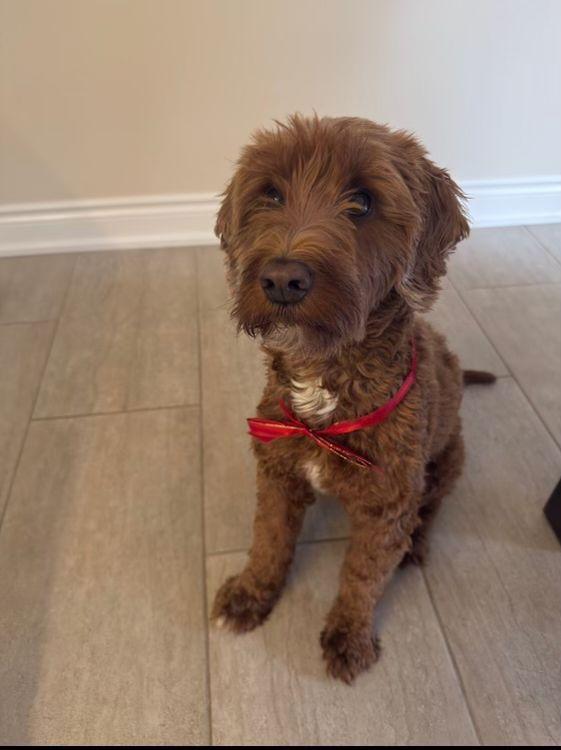 Enlarge Kona, an adopted mixed breed in Markham, ON image 5/6