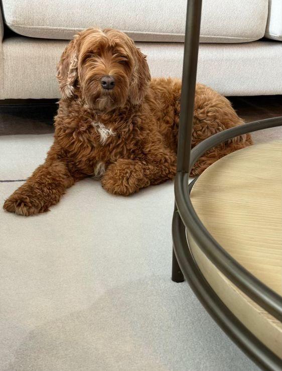 Enlarge Kona, an adopted mixed breed in Markham, ON image 6/6