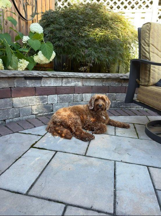 Enlarge Kona, an adopted mixed breed in Markham, ON image 3/6