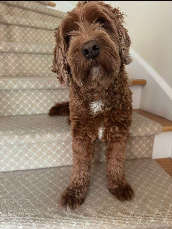 Enlarge Kona, an adopted mixed breed in Markham, ON image 4/6