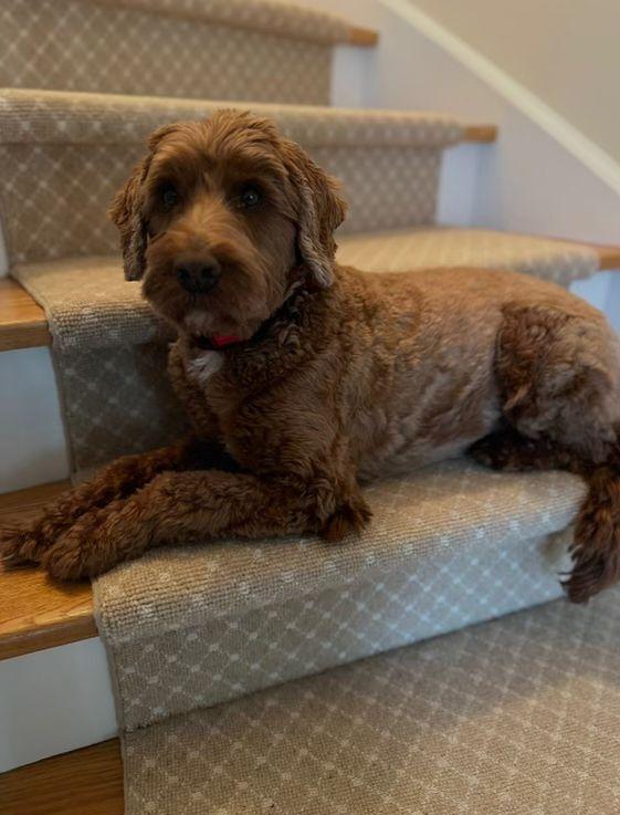 Kona, adopted, Adult Male Australian Shepherd & Labradoodle.