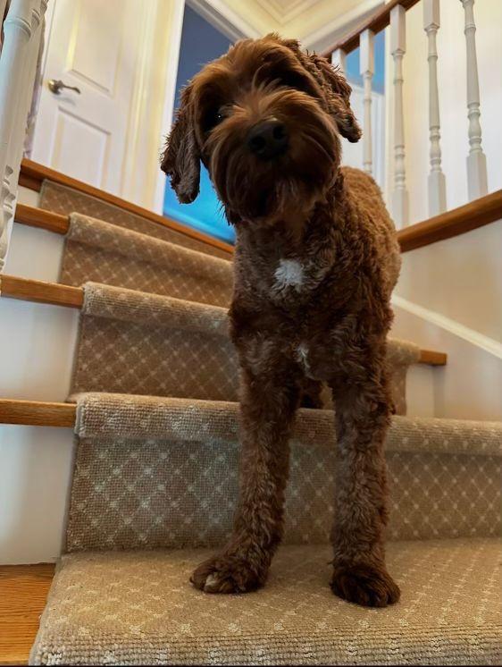 Enlarge Kona, an adopted mixed breed in Markham, ON image 2/6