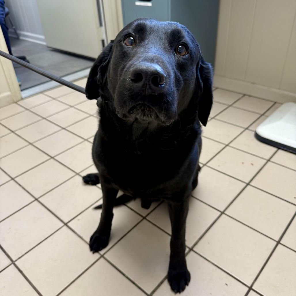 Wrangler — thumbnail 2