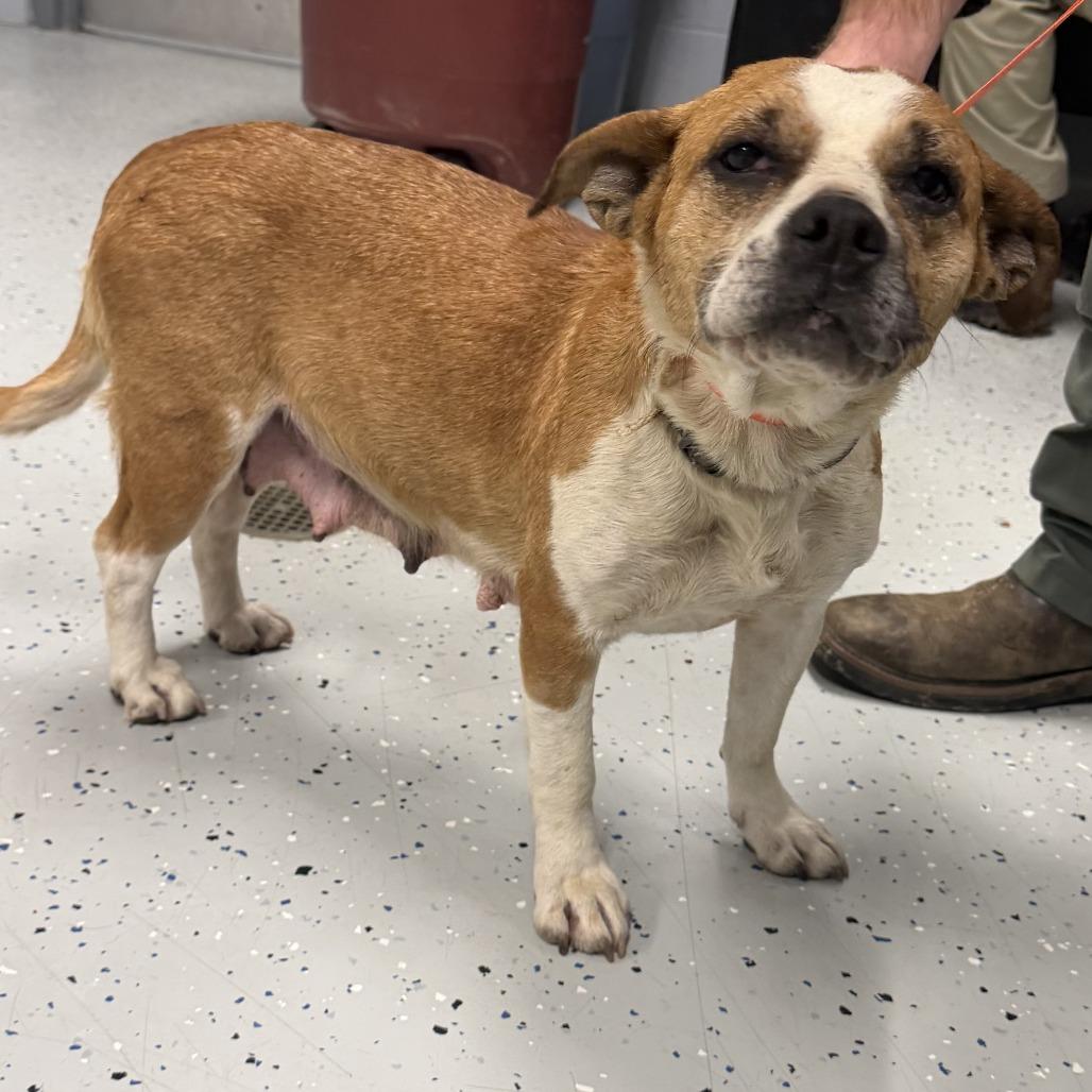 Betty, Adoptable, Adult Female Terrier & Pit Bull Terrier.