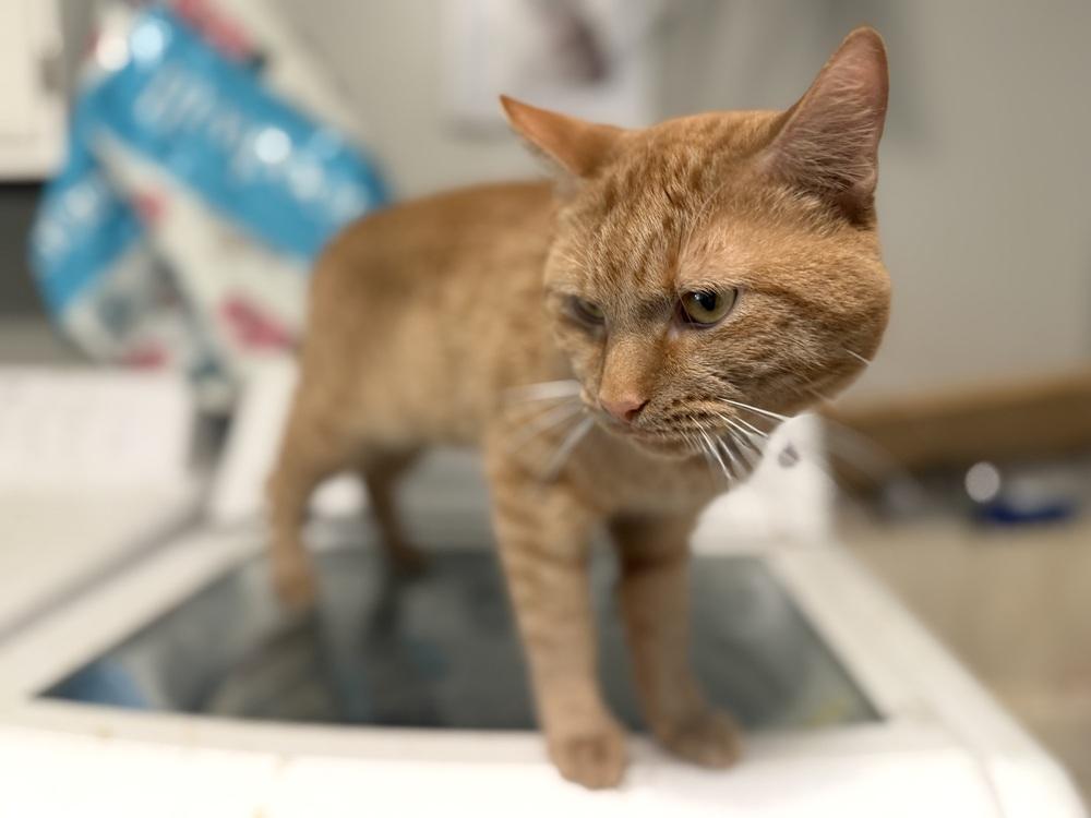 Mr. Belvidere, Adoptable, Young Male Domestic Short Hair.