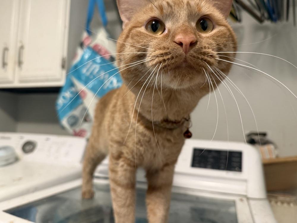 Mr. Belvidere, a Adoptable Domestic Short Hair in Palatine, IL image 2/6