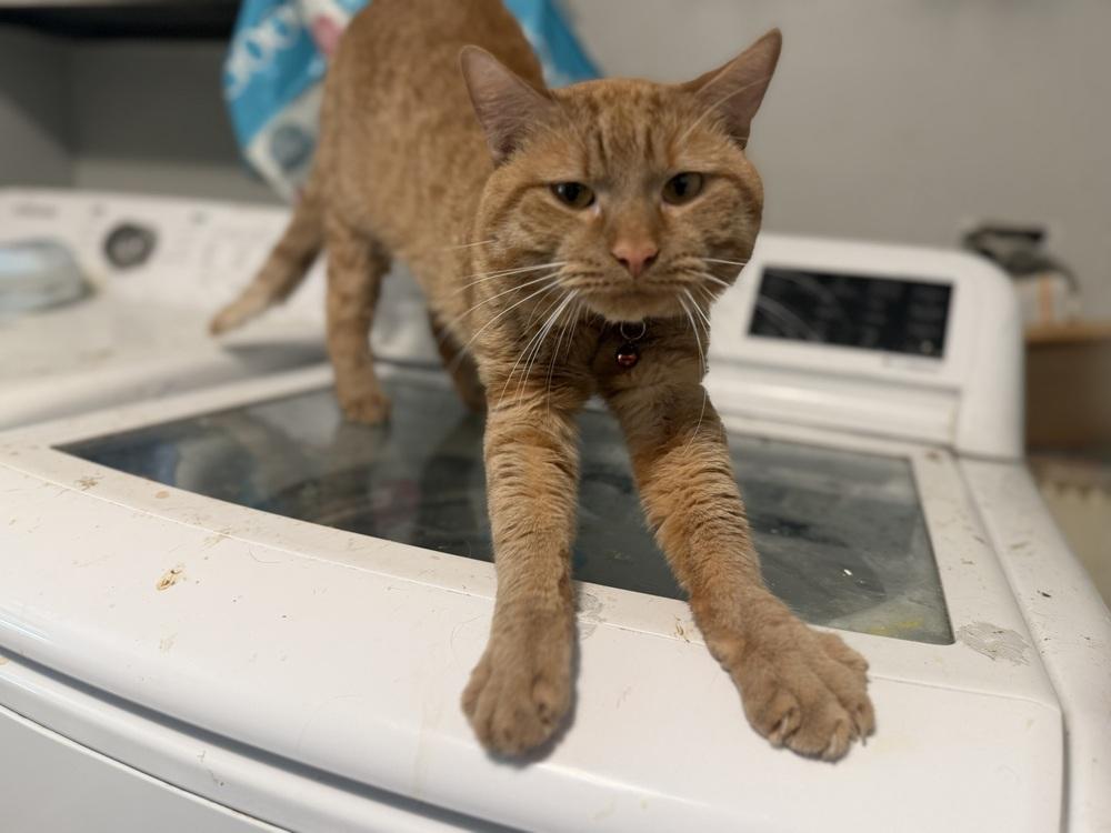 Mr. Belvidere, a Adoptable Domestic Short Hair in Palatine, IL image 3/6