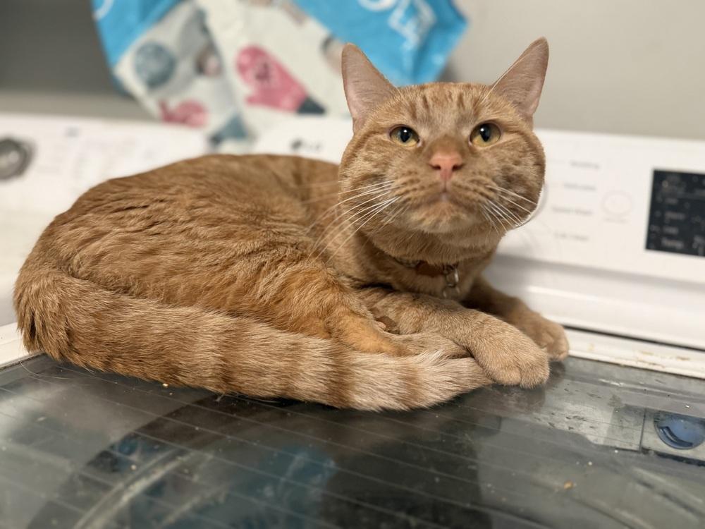 Mr. Belvidere, a Adoptable Domestic Short Hair in Palatine, IL image 4/6