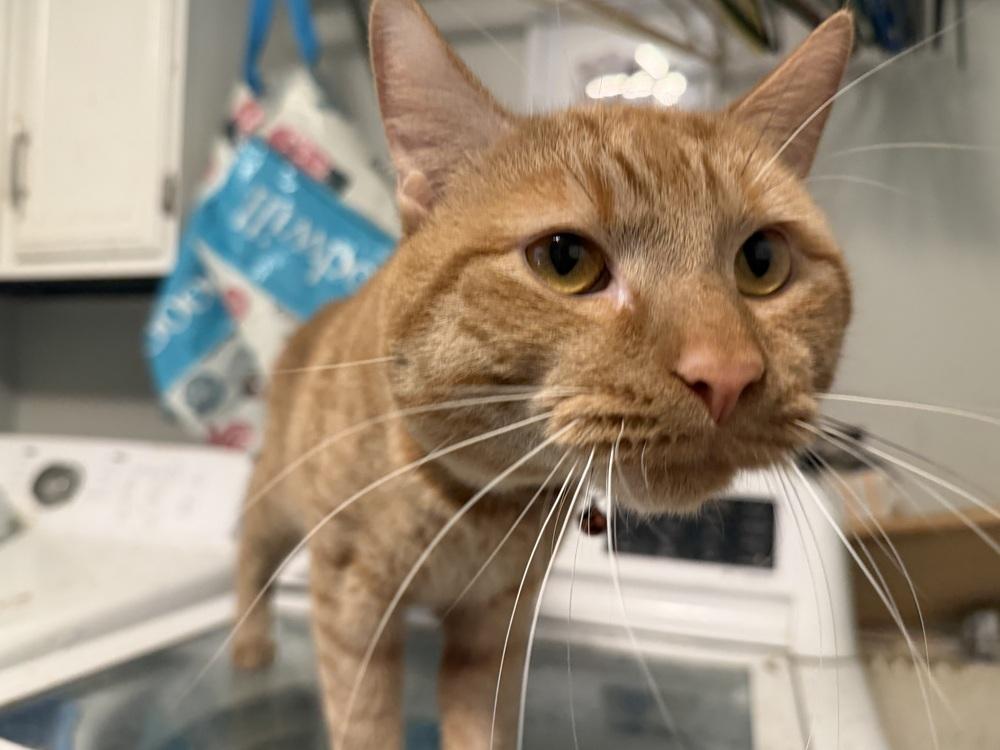 Mr. Belvidere, a Adoptable Domestic Short Hair in Palatine, IL image 5/6