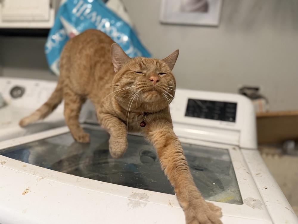 Mr. Belvidere, a Adoptable Domestic Short Hair in Palatine, IL image 6/6