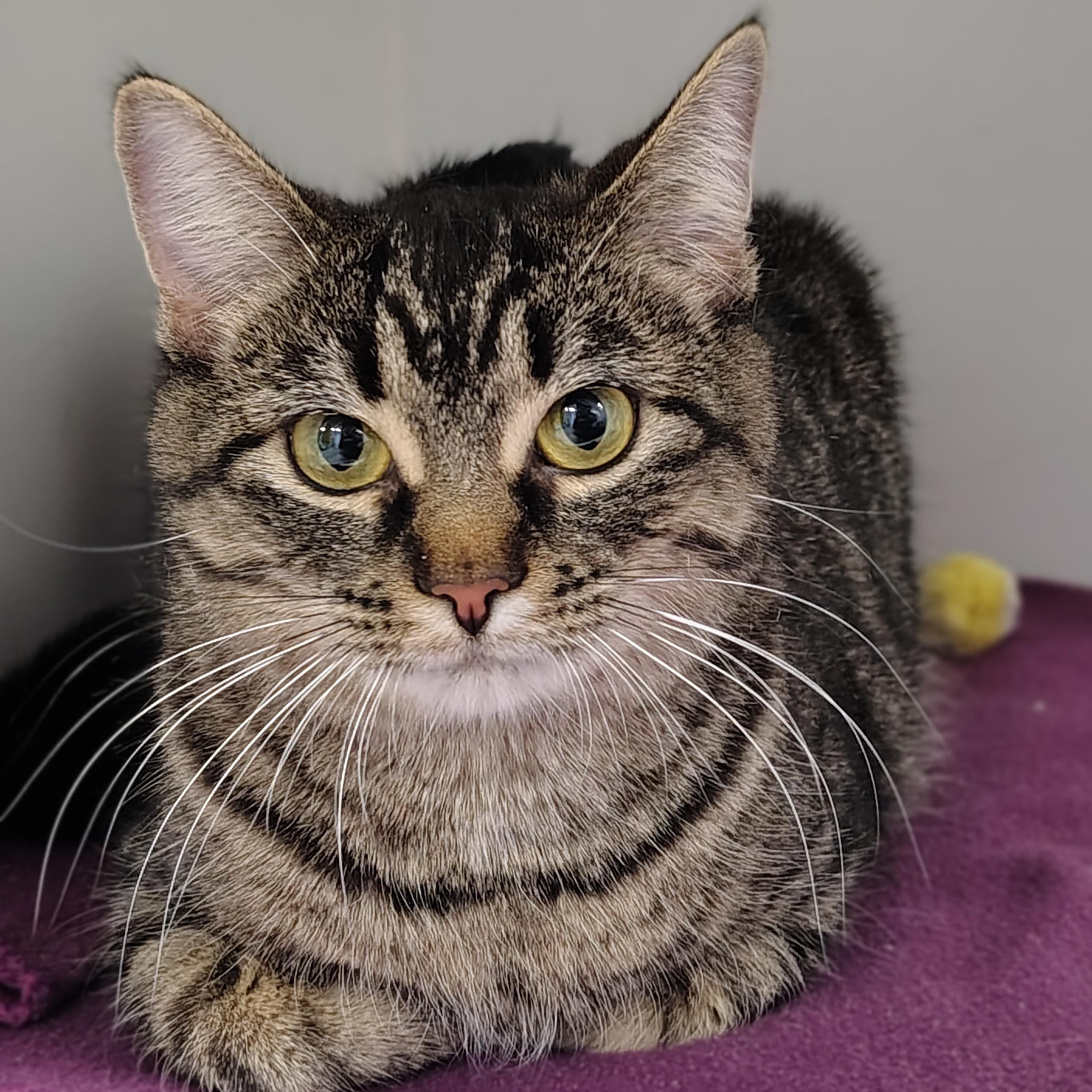 Enlarge Wilhelmina, a ADOPTABLE Domestic Short Hair in Hillsboro, MO image 1/3