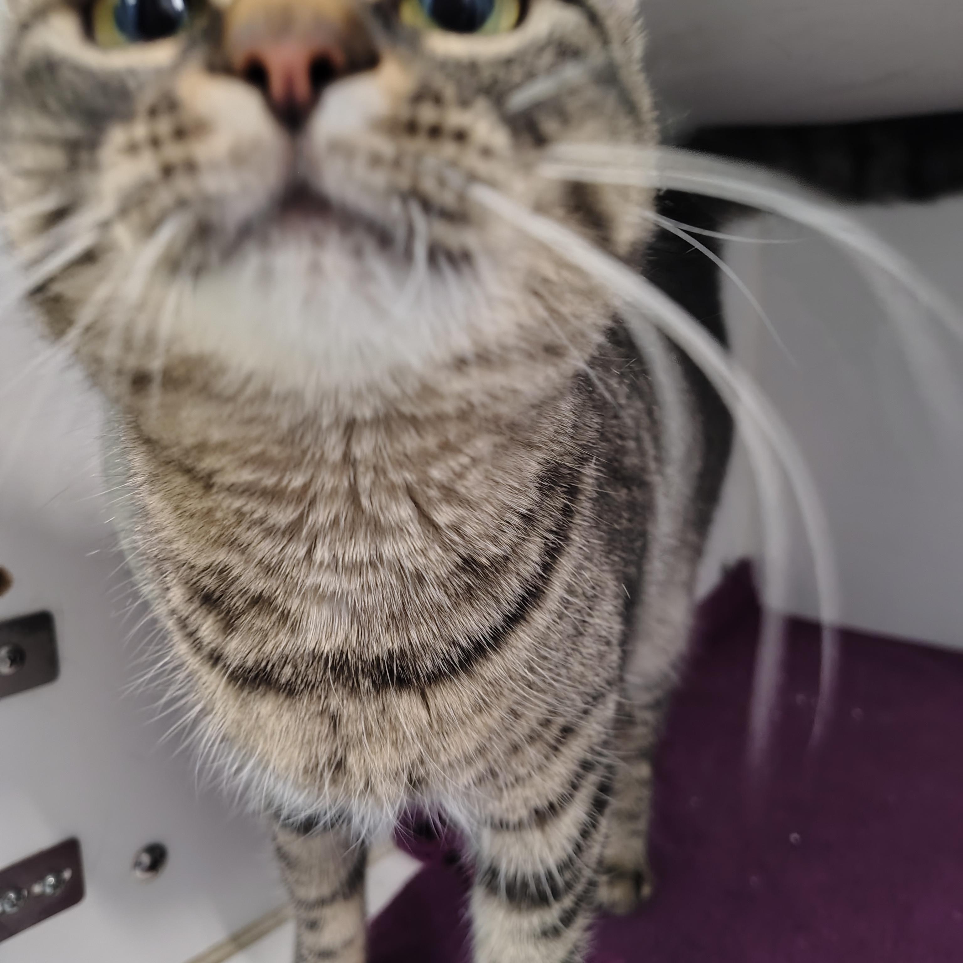 Enlarge Wilhelmina, a ADOPTABLE Domestic Short Hair in Hillsboro, MO image 3/3