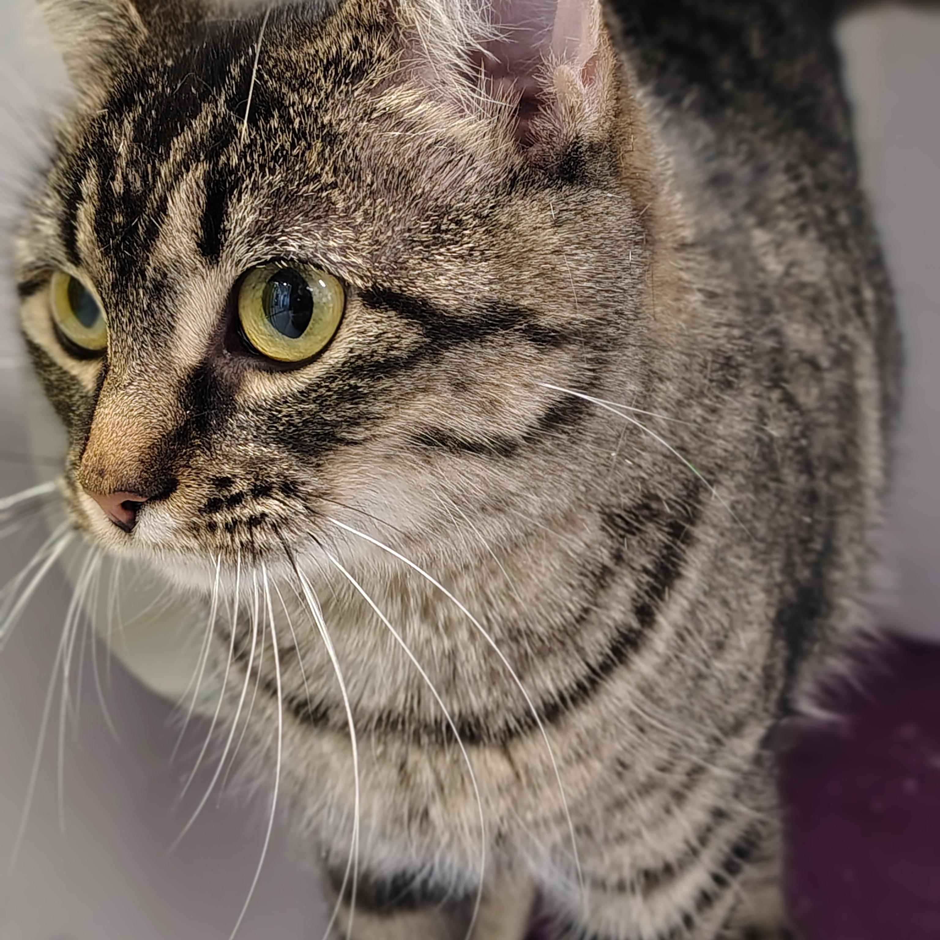Enlarge Wilhelmina, a ADOPTABLE Domestic Short Hair in Hillsboro, MO image 2/3