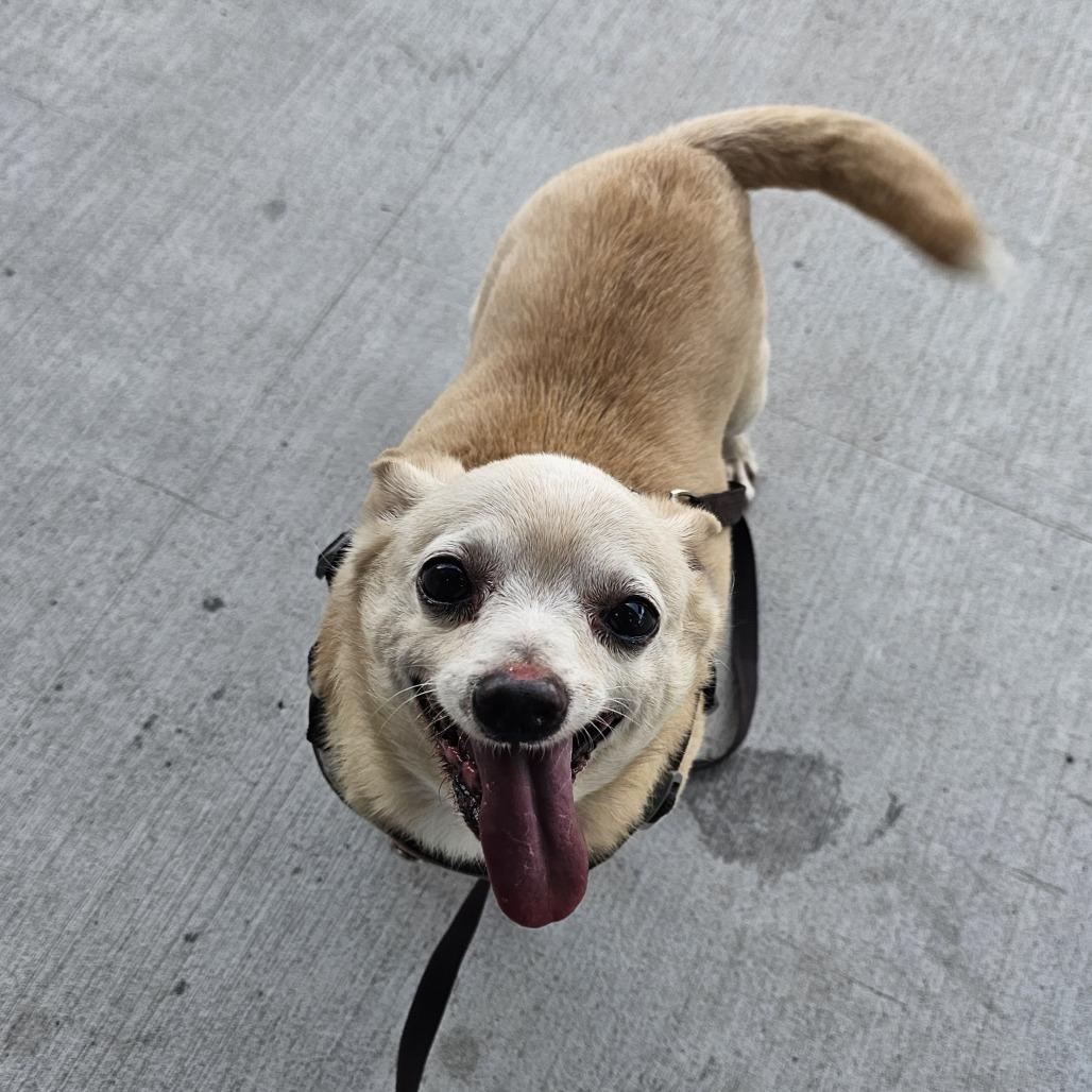 Enlarge Clam Chowder, a Adoptable mixed breed in Nashville, TN image 1/4
