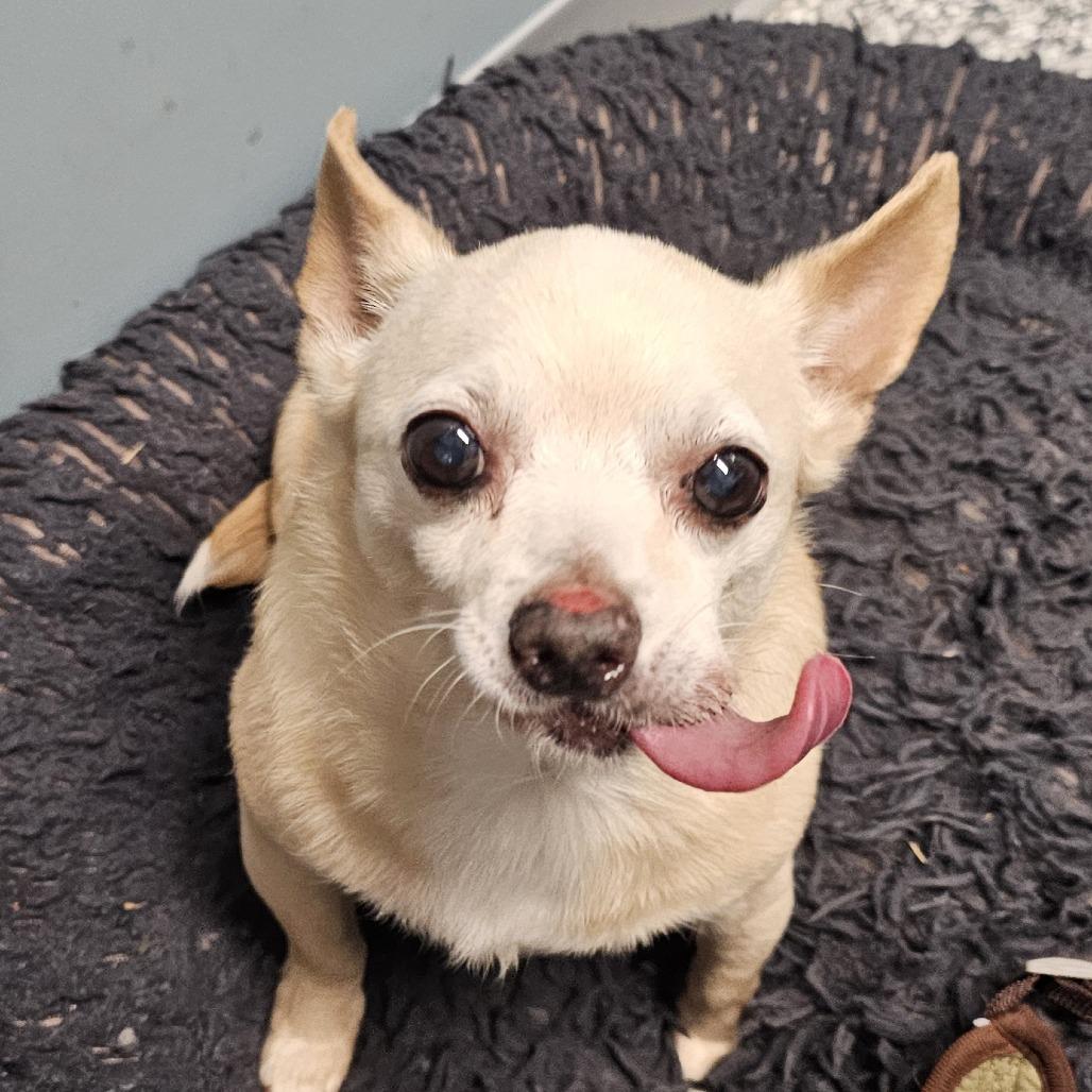 Enlarge Clam Chowder, a Adoptable mixed breed in Nashville, TN image 2/4