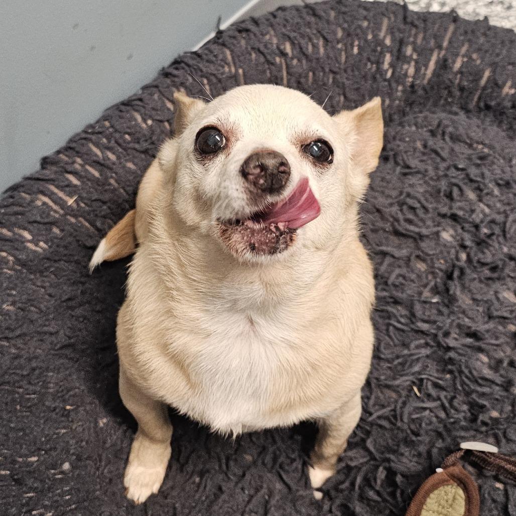 Enlarge Clam Chowder, a Adoptable mixed breed in Nashville, TN image 3/4