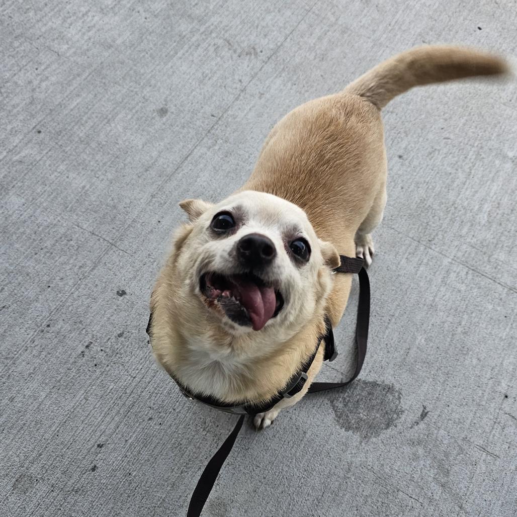 Enlarge Clam Chowder, a Adoptable mixed breed in Nashville, TN image 4/4