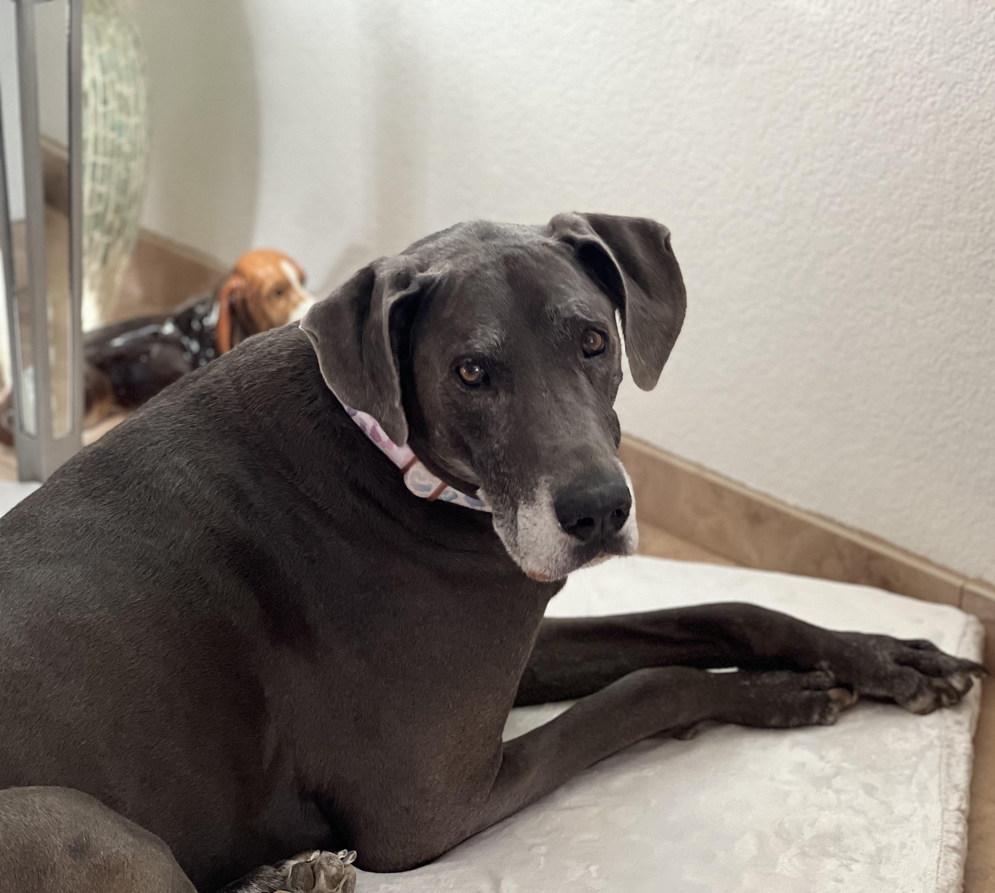 Enlarge Stella, a Adoptable mixed breed in Palm Desert, CA image 4/5