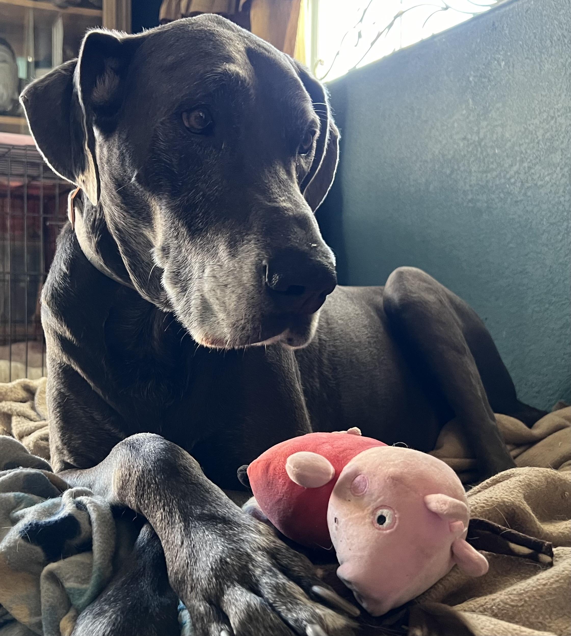 Enlarge Stella, a Adoptable mixed breed in Palm Desert, CA image 2/5