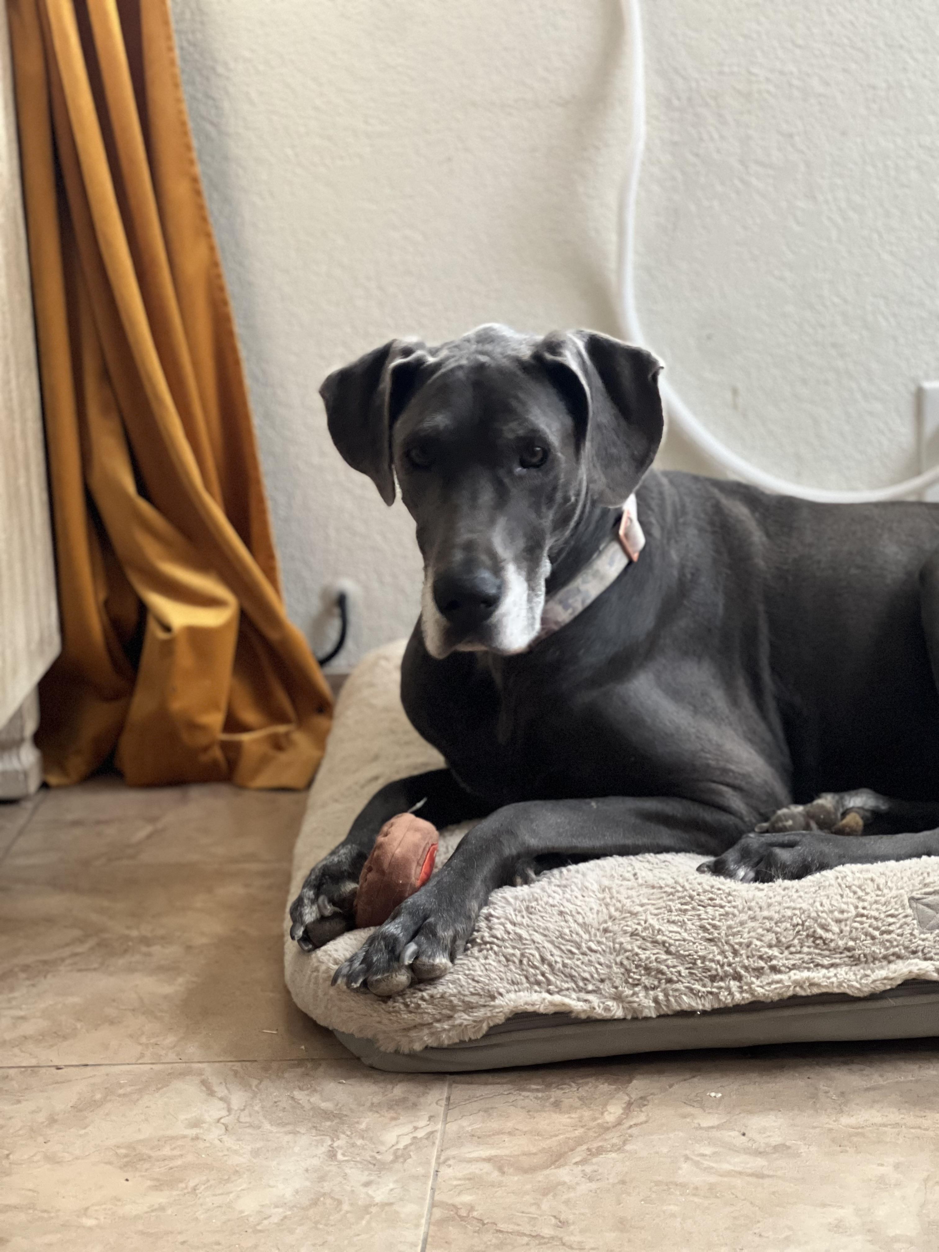 Enlarge Stella, a Adoptable mixed breed in Palm Desert, CA image 5/5