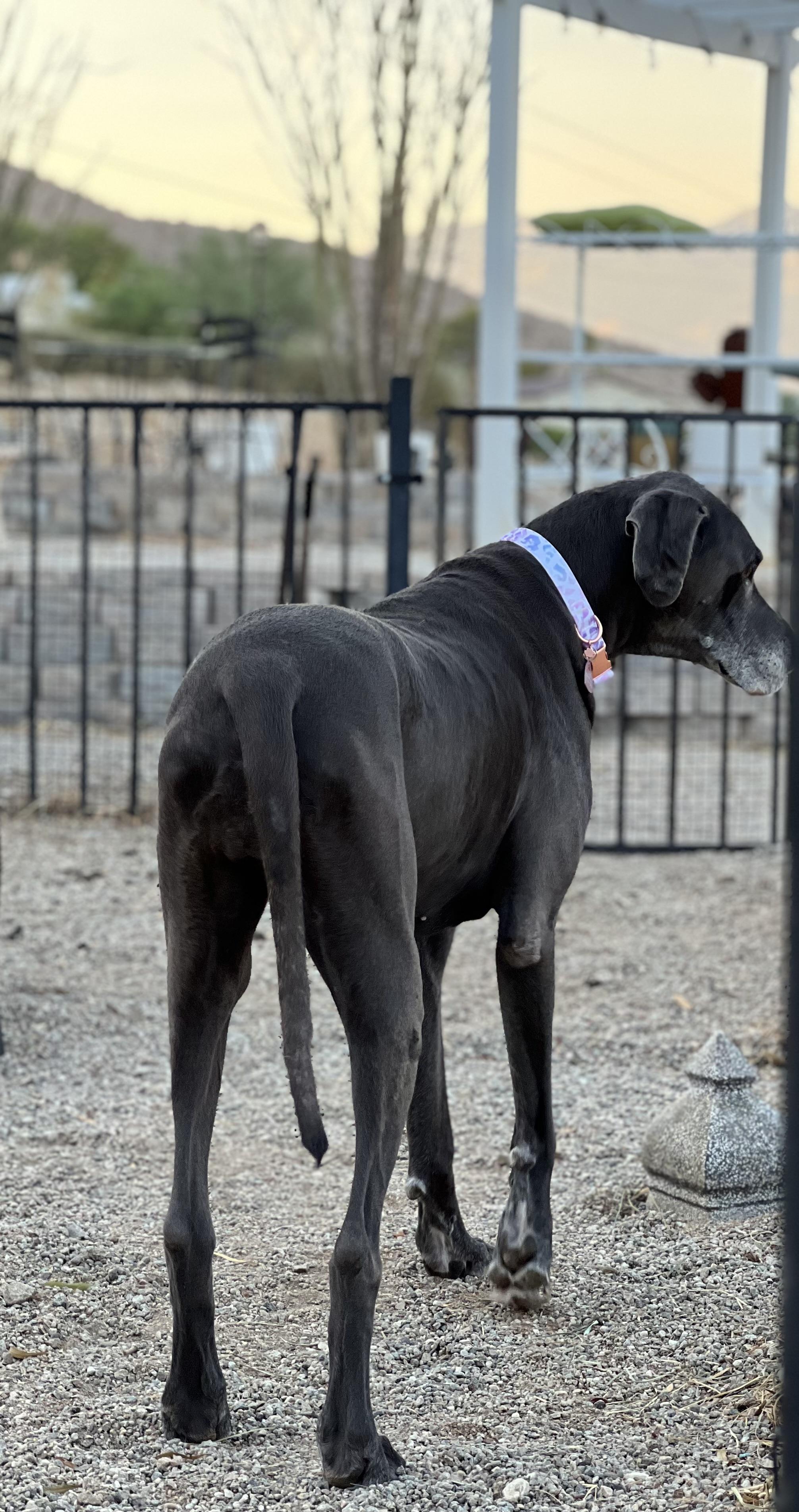 Enlarge Stella, a Adoptable mixed breed in Palm Desert, CA image 3/5