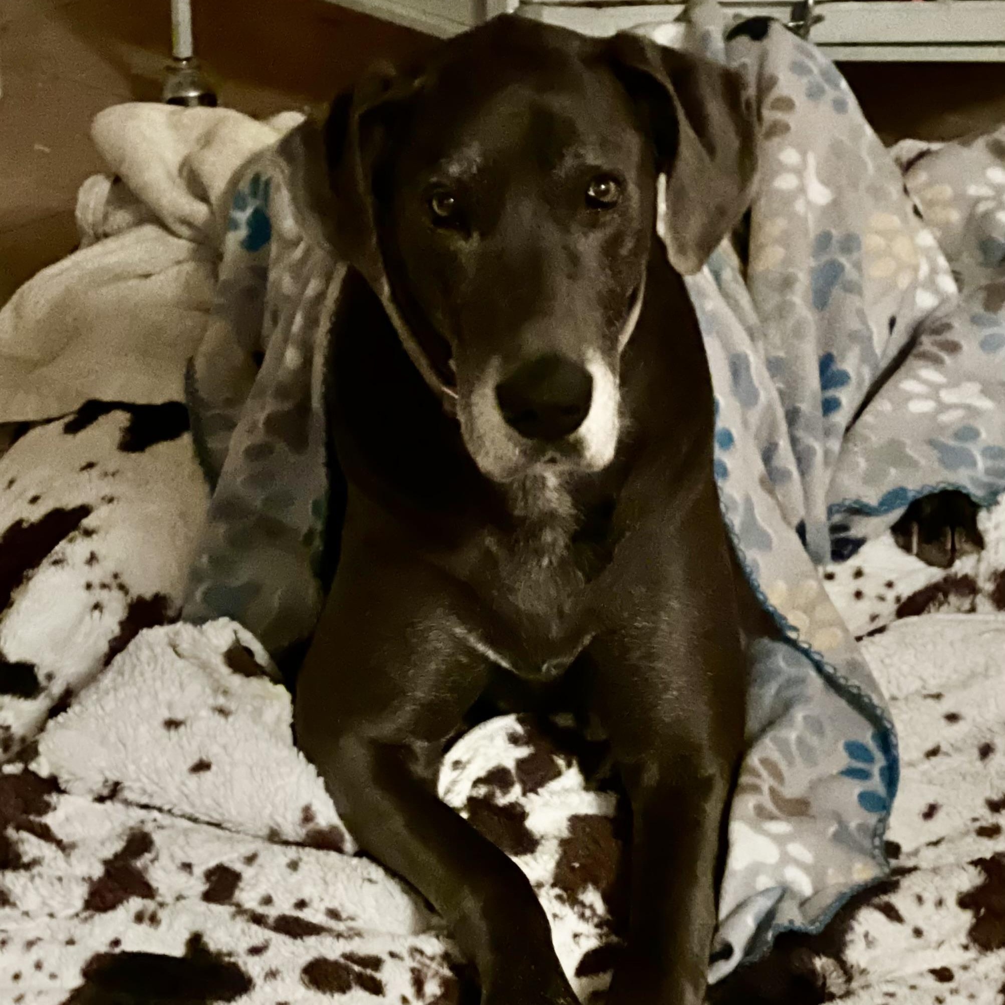 Stella, Adoptable, Senior Female Great Dane.