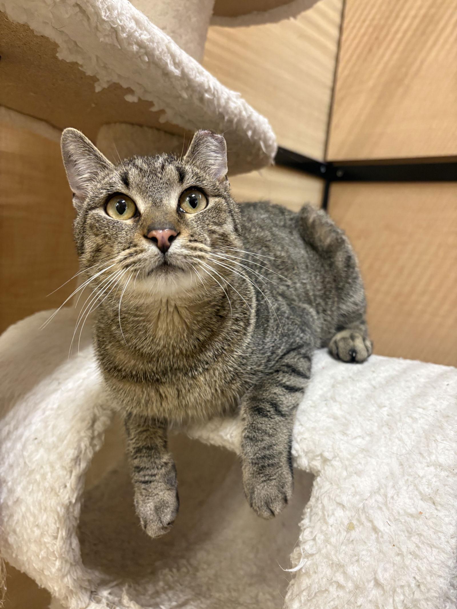 Enlarge Baby Bear, a Adoptable mixed breed in Yardley, PA image 2/3