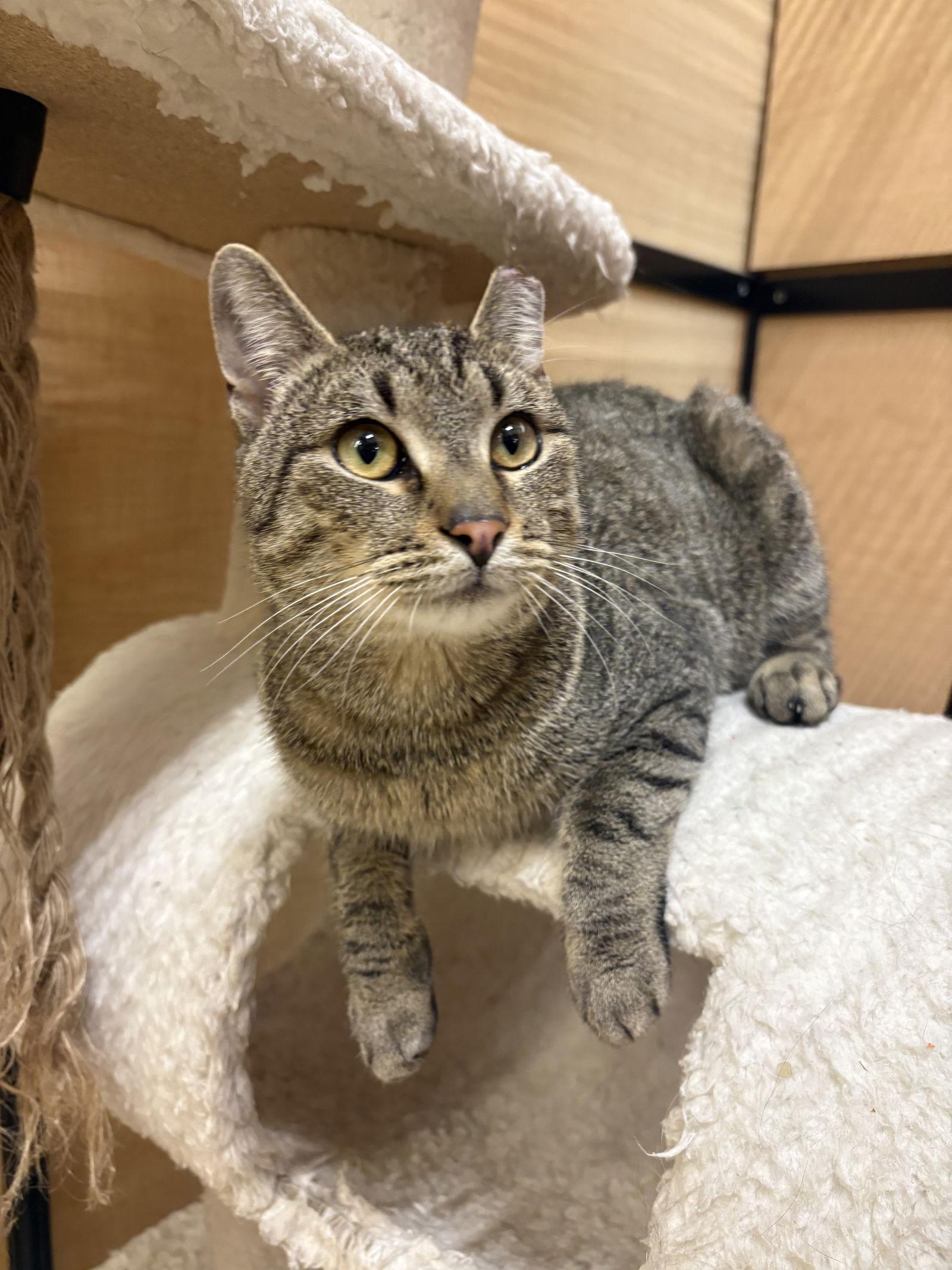 Enlarge Baby Bear, a Adoptable mixed breed in Yardley, PA image 3/3