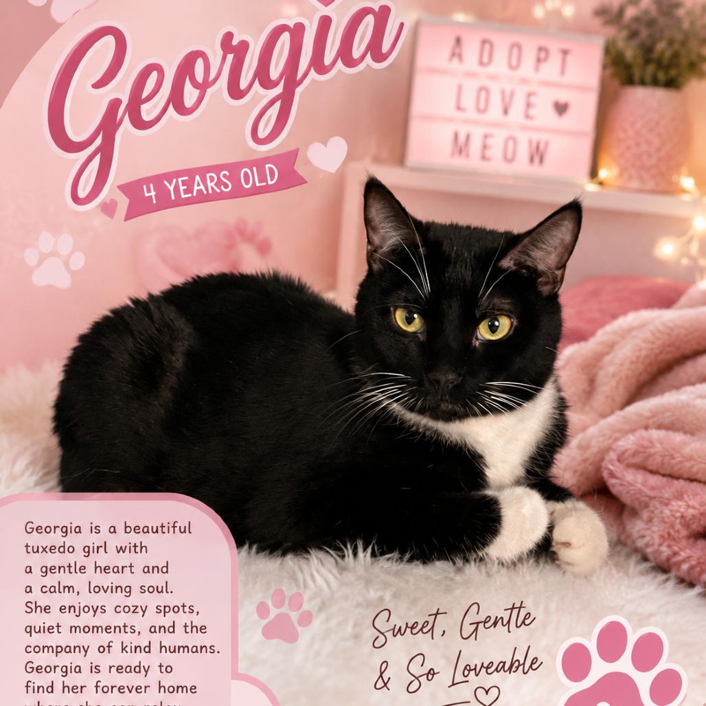 Georgia, a Adoptable Domestic Short Hair in Waldorf, MD image 1/6