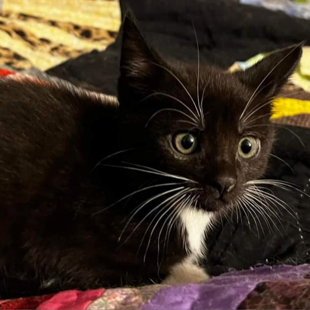 Georgia, a Adoptable Domestic Short Hair in Waldorf, MD image 2/6