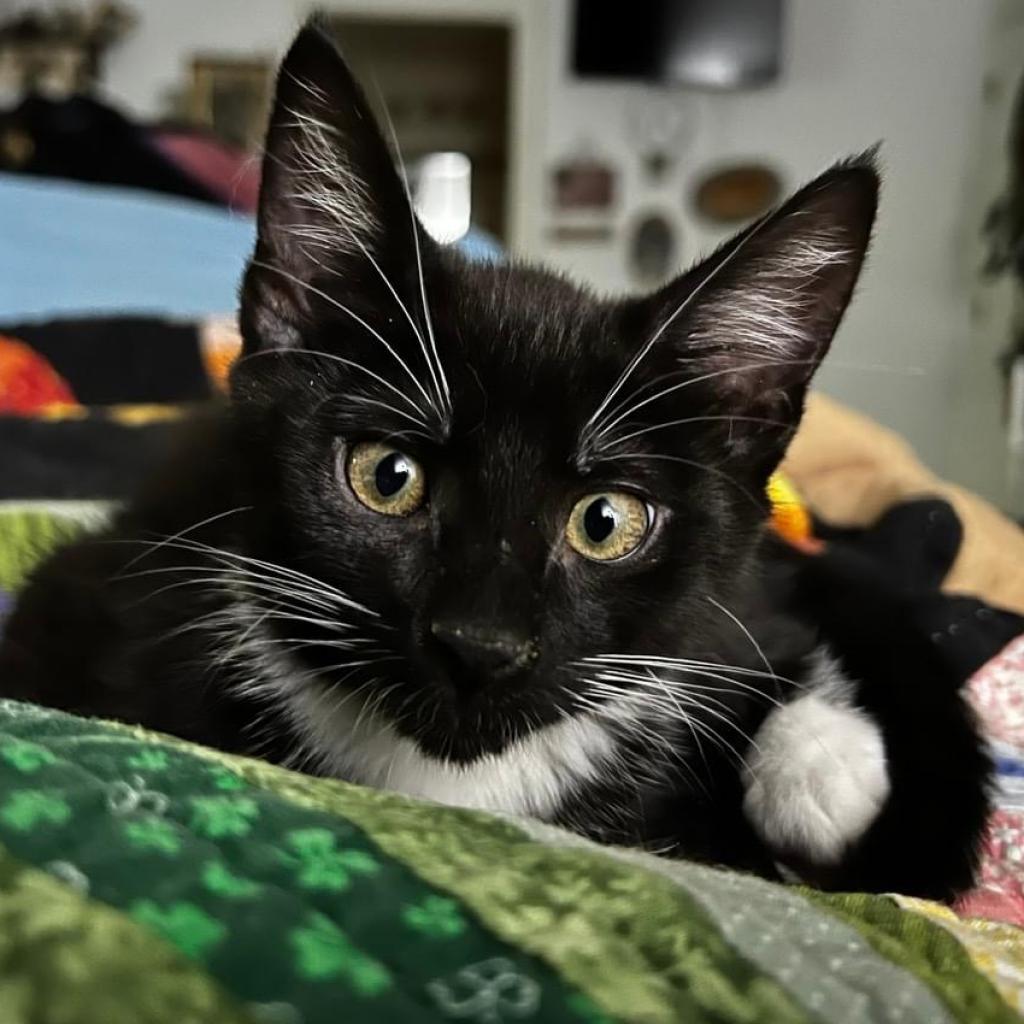 Georgia, a Adoptable Domestic Short Hair in Waldorf, MD image 3/6