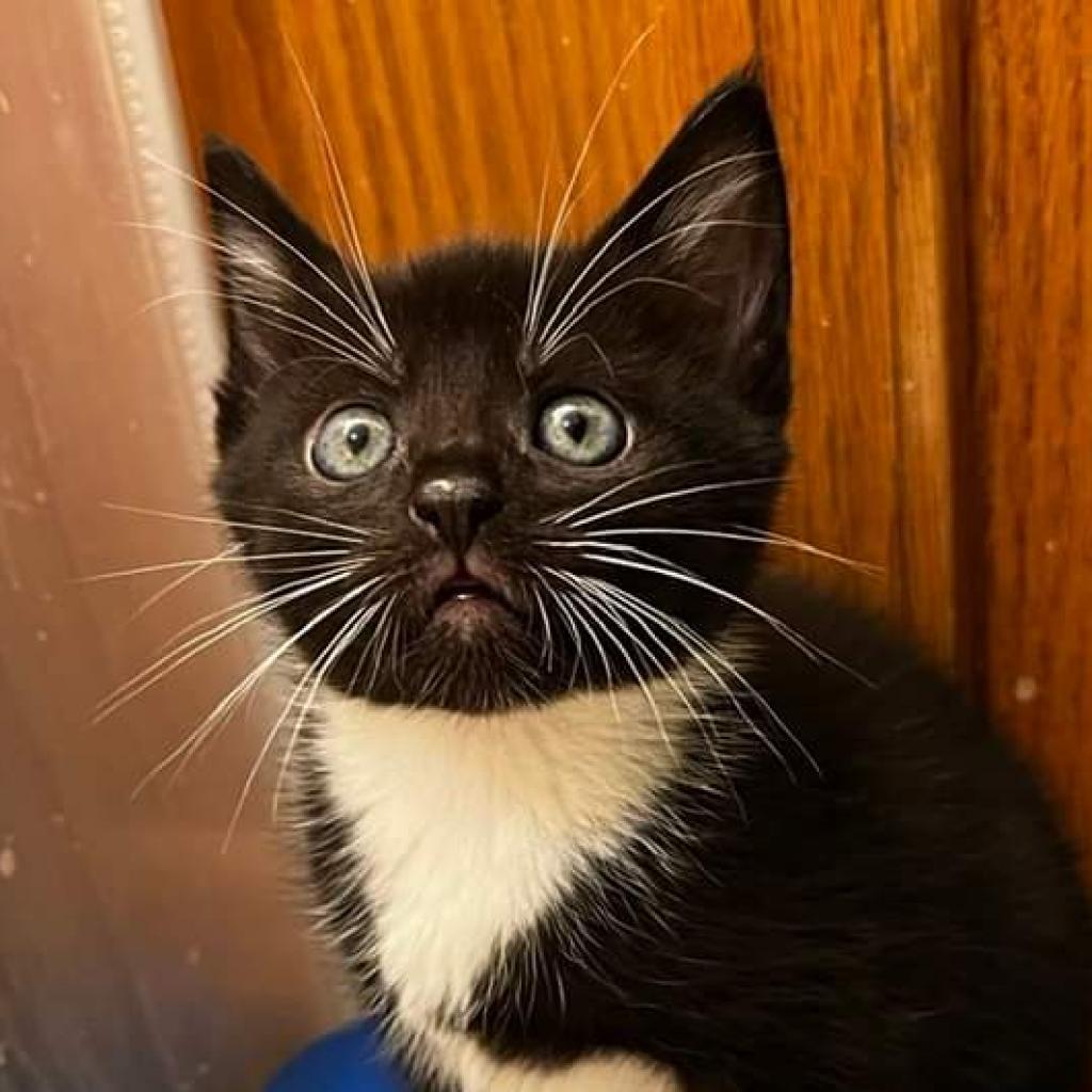 Georgia, a Adoptable Domestic Short Hair in Waldorf, MD image 4/6