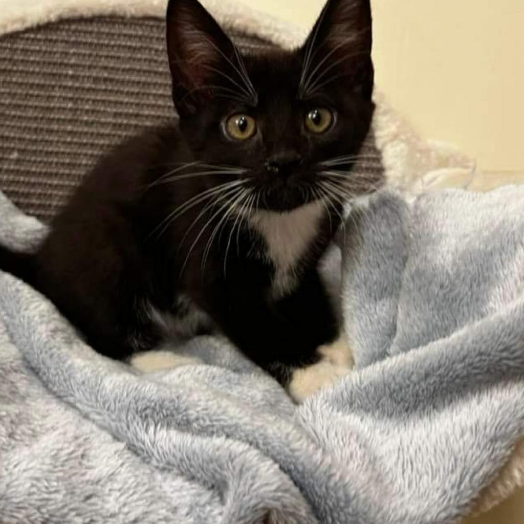 Georgia, a Adoptable Domestic Short Hair in Waldorf, MD image 5/6