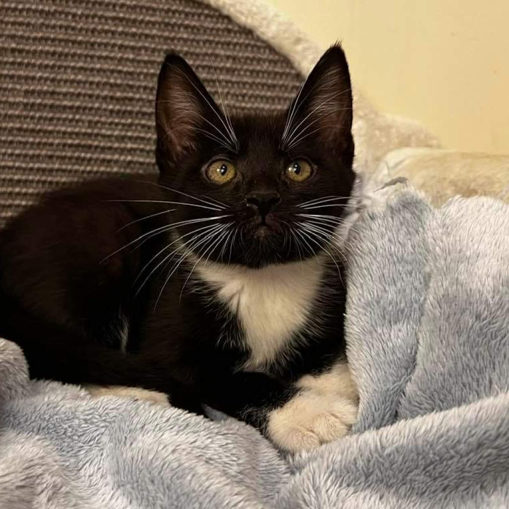 Georgia, a Adoptable Domestic Short Hair in Waldorf, MD image 6/6