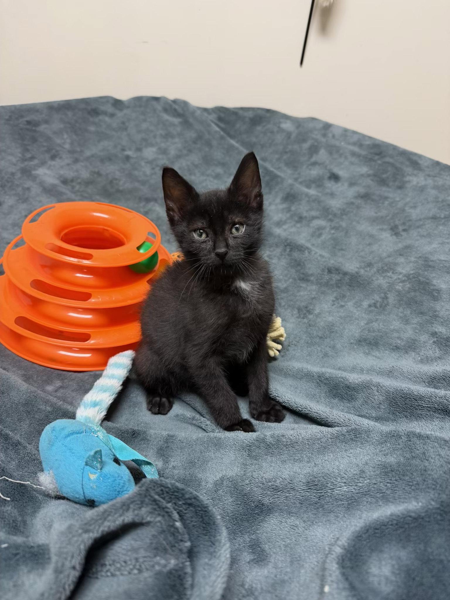 Enlarge Goose Jr, a Adoptable mixed breed in Walled Lake, MI image 1/3