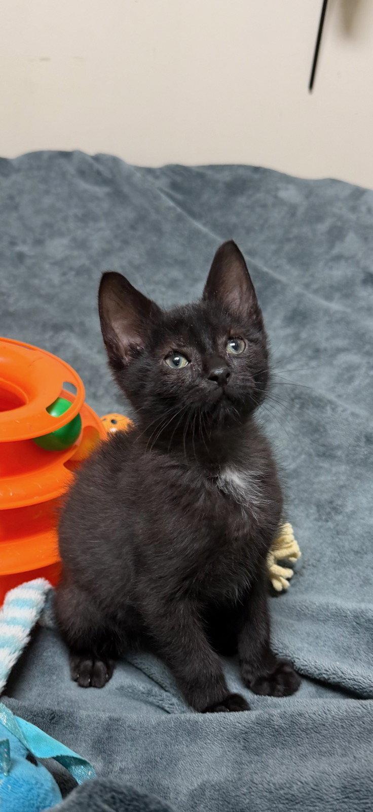 Enlarge Goose Jr, a Adoptable mixed breed in Walled Lake, MI image 2/3