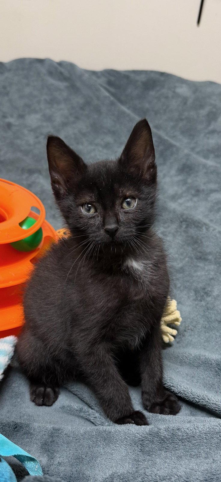 Enlarge Goose Jr, a Adoptable mixed breed in Walled Lake, MI image 3/3