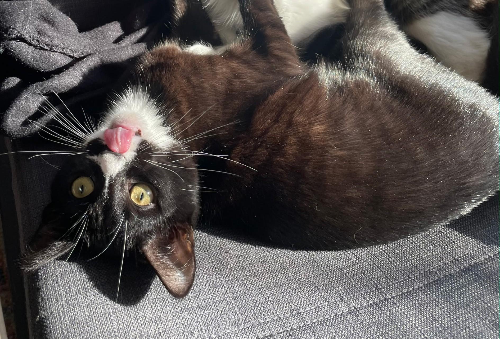 Enlarge Darwin, a ADOPTABLE Tuxedo in Chico, CA image 1/2