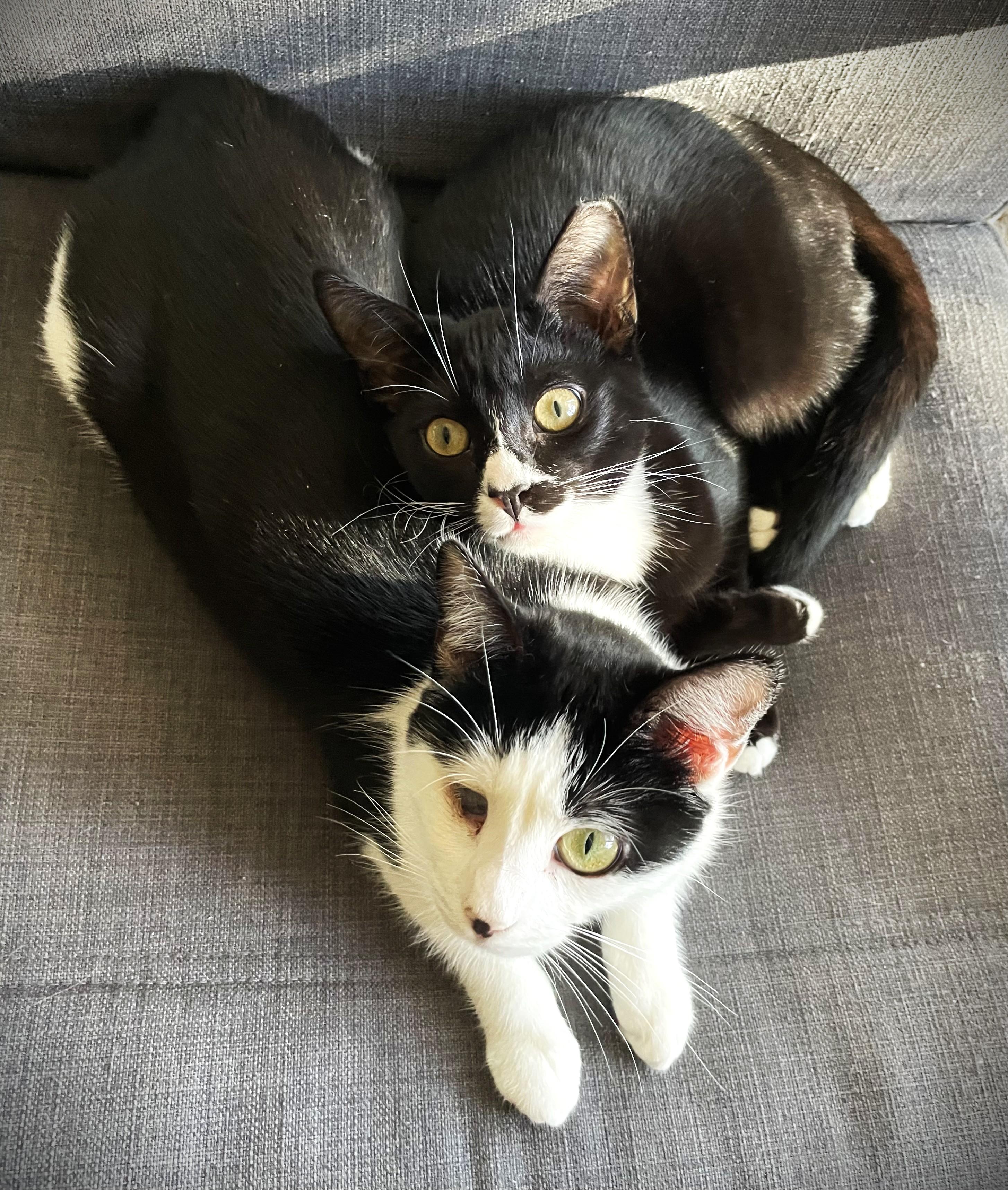 Enlarge Darwin, a ADOPTABLE Tuxedo in Chico, CA image 4/4