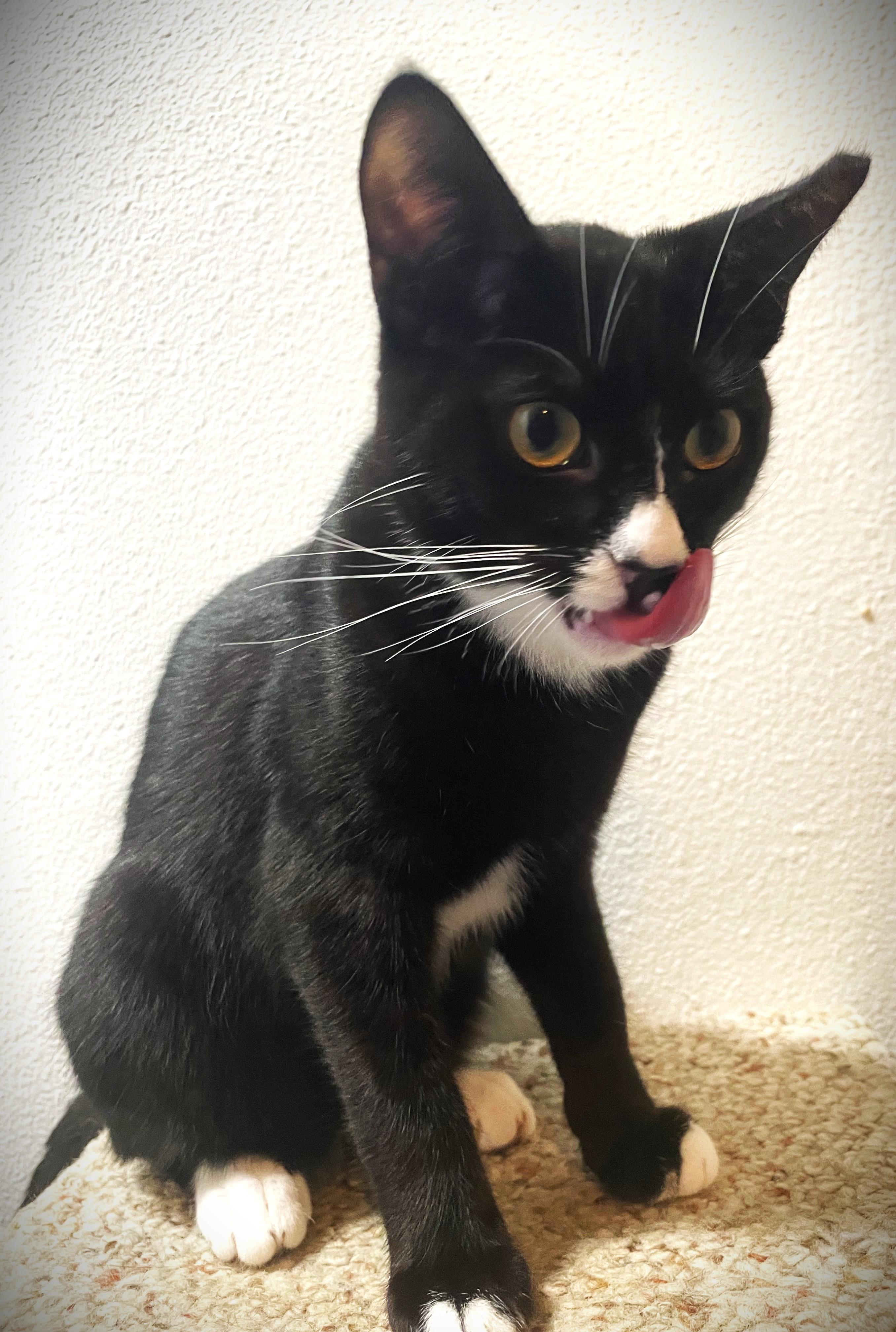 Enlarge Darwin, a ADOPTABLE Tuxedo in Chico, CA image 1/4