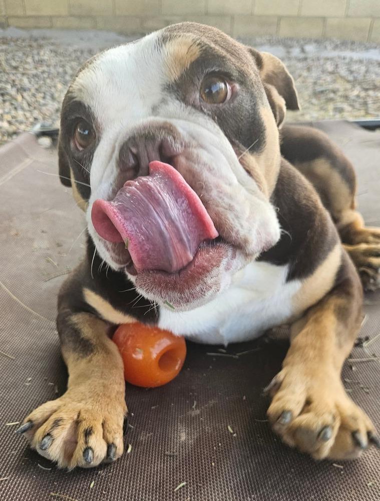 JuJuBee, Adoptable, Young Female American Bulldog & English Bulldog.
