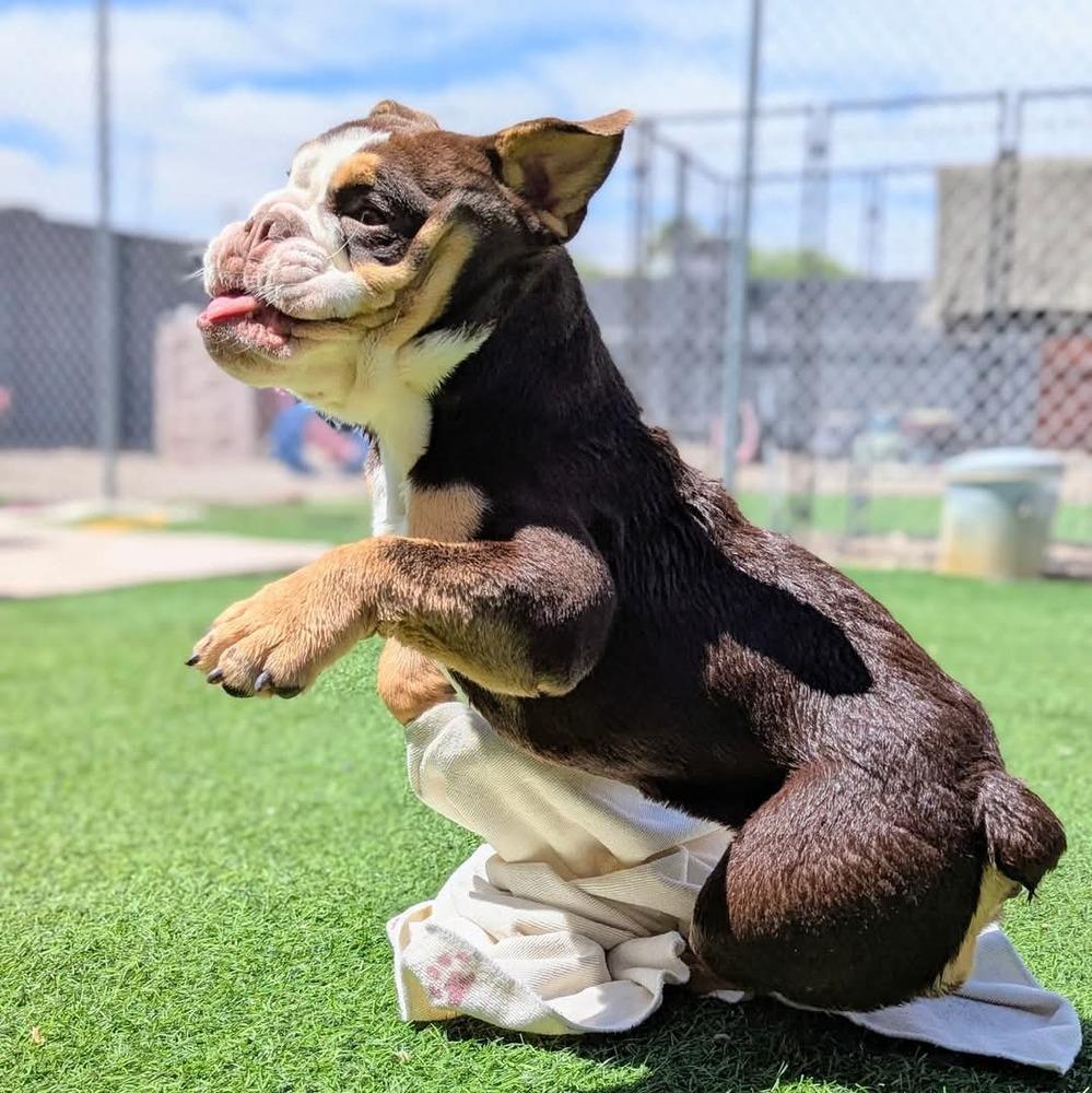 Enlarge JuJuBee, a Adoptable mixed breed in Phoenix, AZ image 3/6