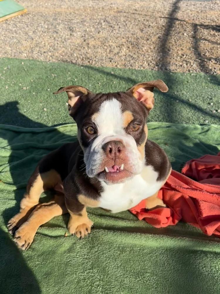 Enlarge JuJuBee, a Adoptable mixed breed in Phoenix, AZ image 4/6