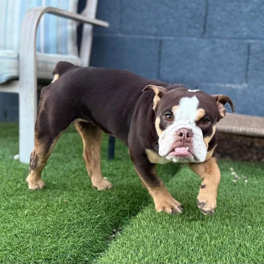 Enlarge JuJuBee, a Adoptable mixed breed in Phoenix, AZ image 5/6