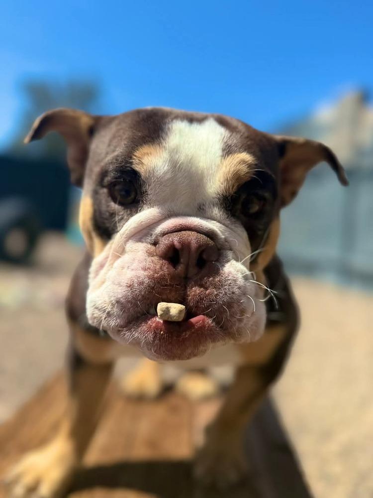 Enlarge JuJuBee, a Adoptable mixed breed in Phoenix, AZ image 6/6