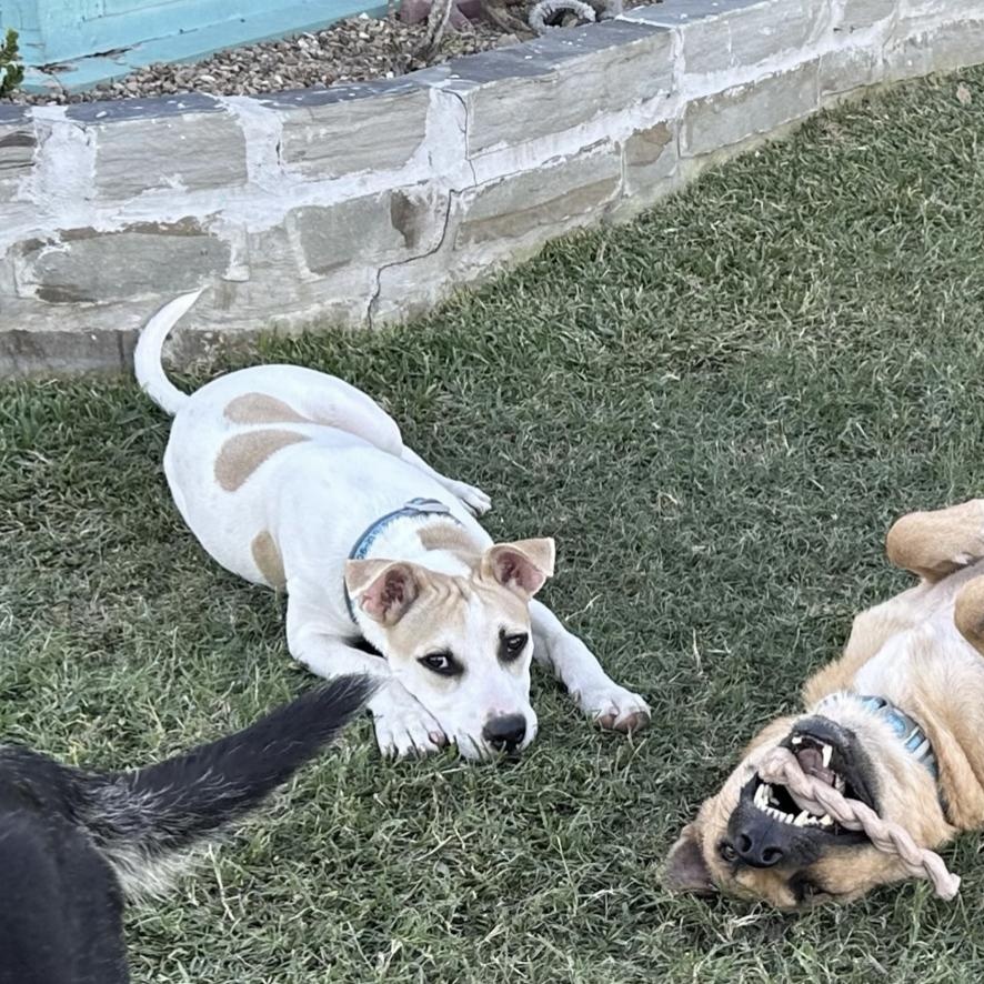 Astro, a Adoptable mixed breed in Boston, MA image 2/6