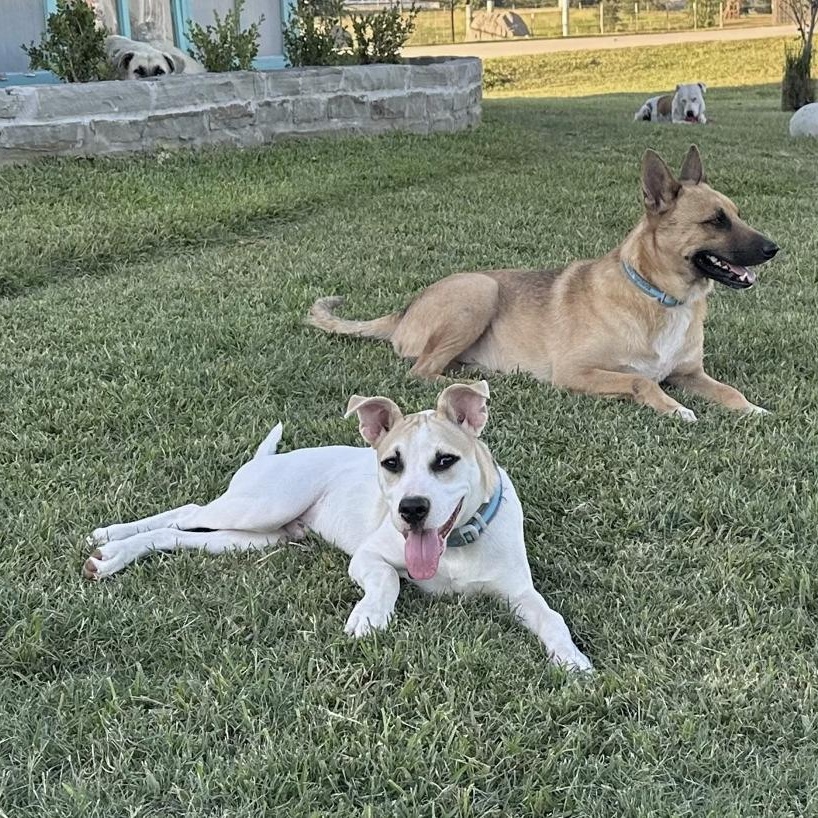 Astro, Adoptable, Puppy Male Jack Russell Terrier & Labrador Retriever.