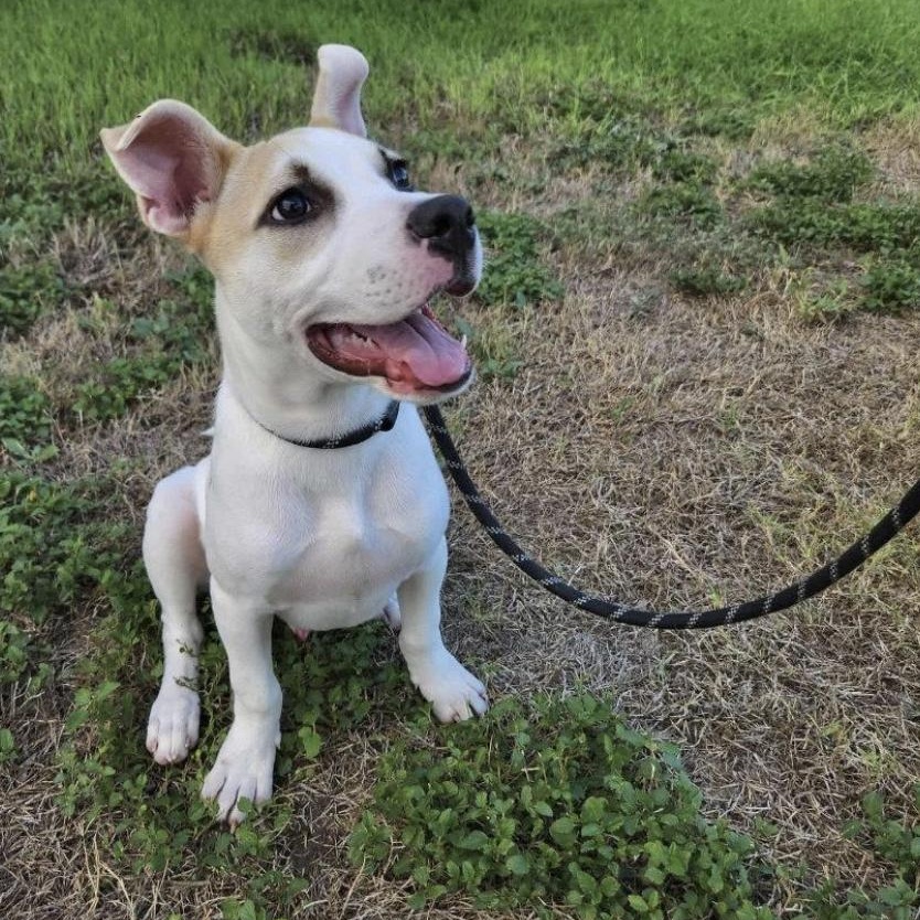 Astro, a Adoptable mixed breed in Boston, MA image 3/6