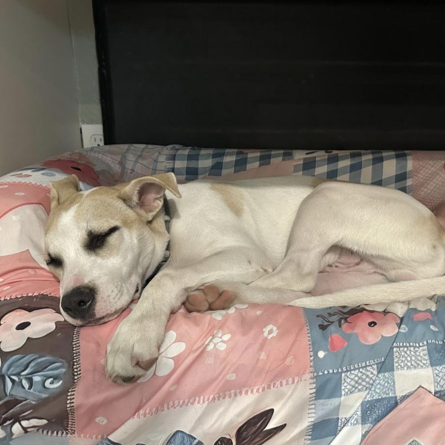 Astro, a Adoptable mixed breed in Boston, MA image 4/6