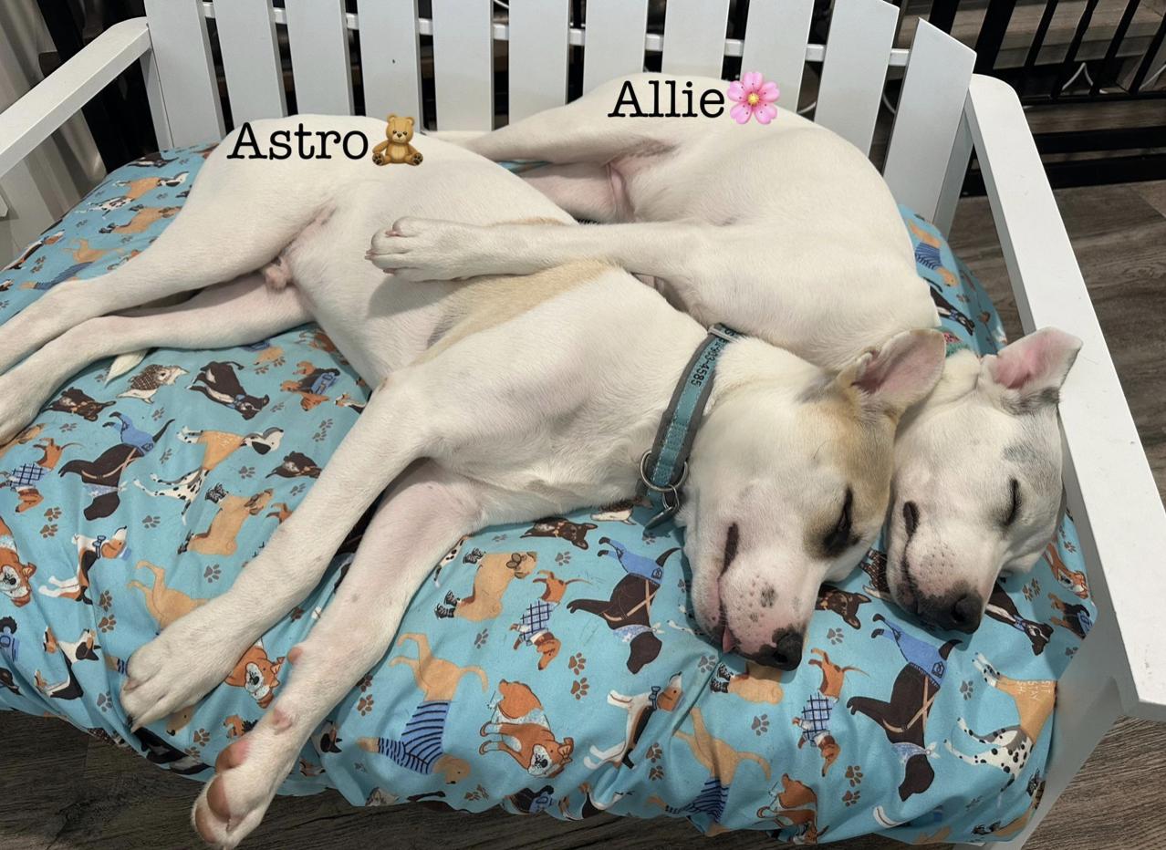 Astro, a Adoptable mixed breed in Boston, MA image 5/6